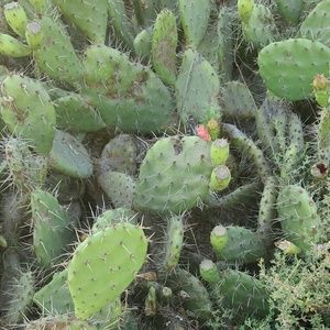 Meet your Posher, Irene